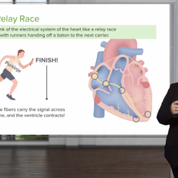 Human cardiovascular physiology exercise 33