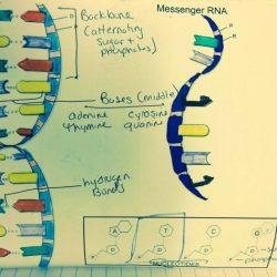 Short film the double helix answer key