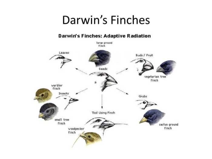 The beaks of finches student laboratory packet answers