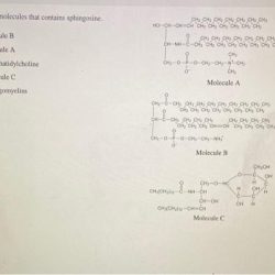 Select the molecules that contains sphingosine.