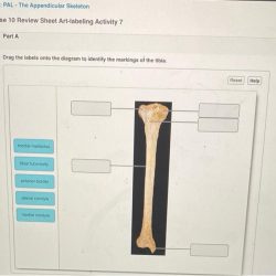 Exercise 10 review sheet the appendicular skeleton