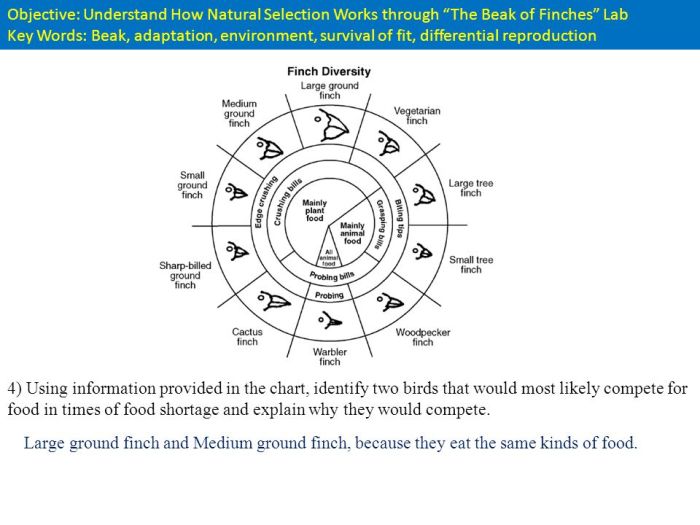 The beaks of finches student laboratory packet answers